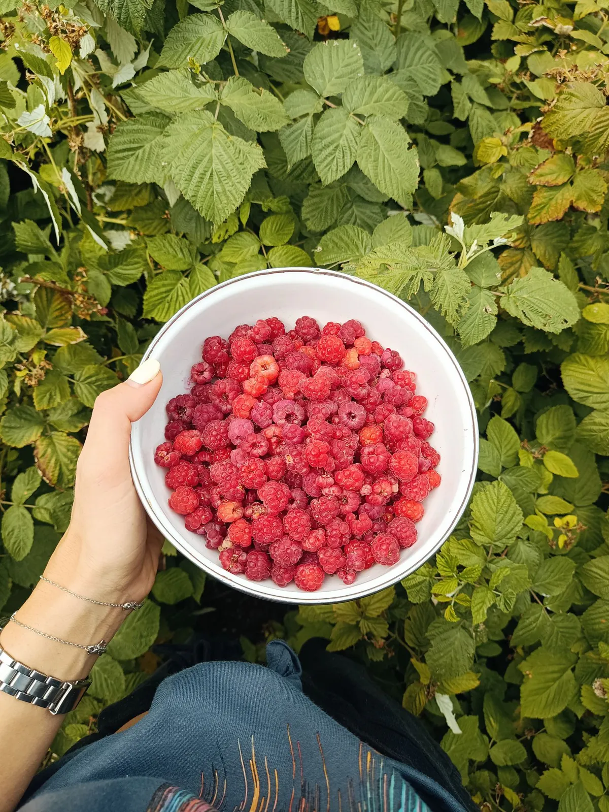 Миска малины в руках над кустами
