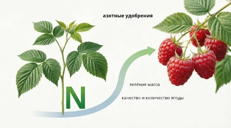 Схема: азотные удобрения влияют на зелёную массу, качество и количество ягоды